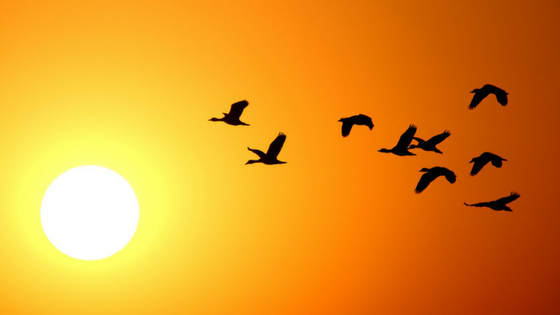 Why the Early Bird Always Catches the Worm